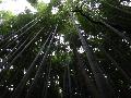 11 Бамбуковая роща